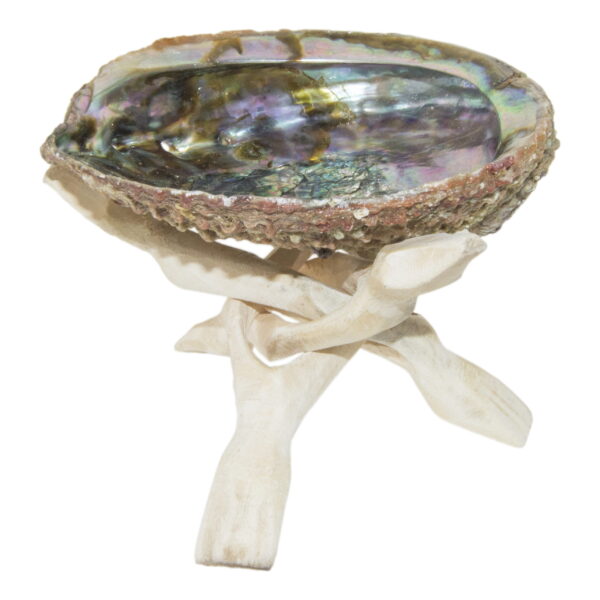 Abalone shell with stand scaled